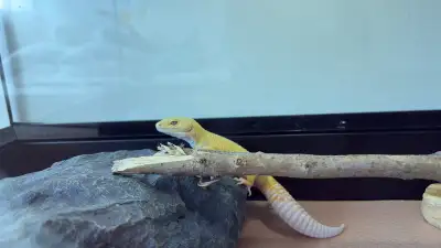 Healthy 10-Month-Old Leopard Gecko with Complete Setup (Full Kit, View more