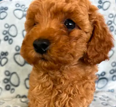 Beautiful Red Mini poodles, View more