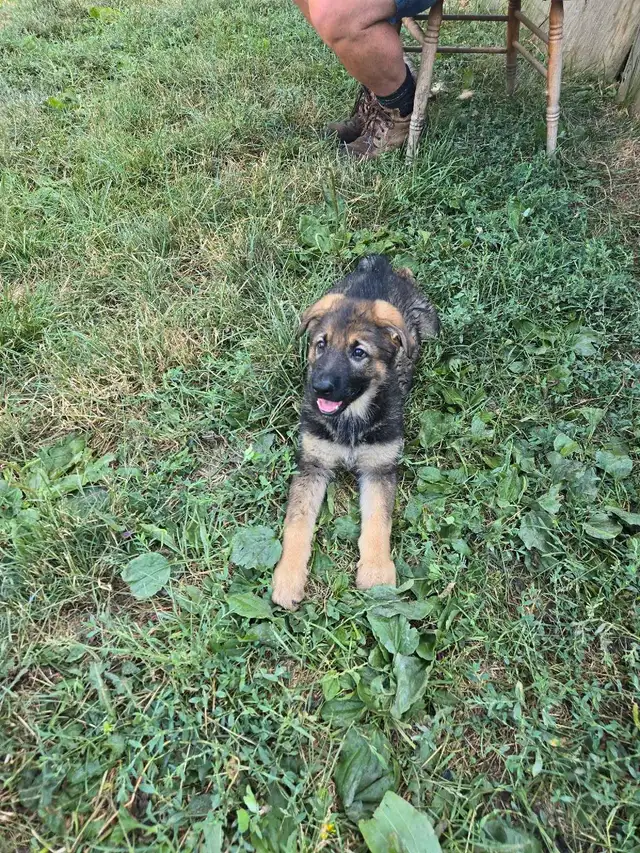 GERMAN SHEPHERD PUPPIES PURE BREED READY to go in Dogs & Puppies for Rehoming in St. Catharines - Image 10
