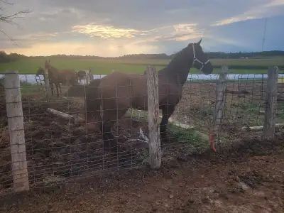 friesian filly, View more