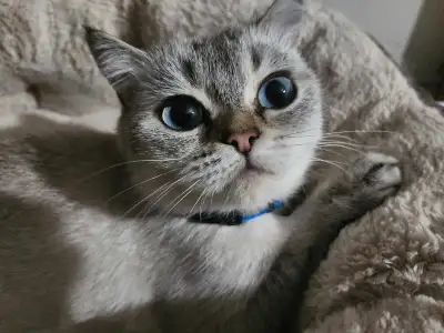 2 cats for rehoming , View more