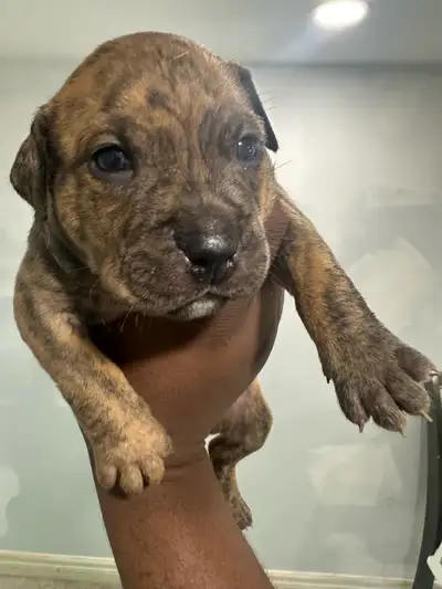 Puppies Rottweiler Mix, View more