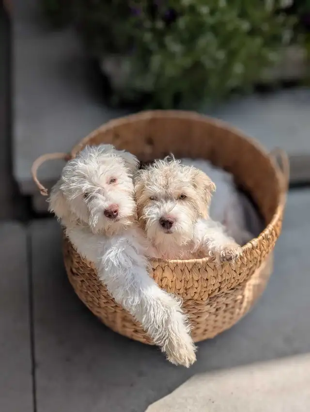 Miniature Schnauzer/Shitzu cross Mini Poodle in Dogs & Puppies for Rehoming in Hope / Kent - Image 2