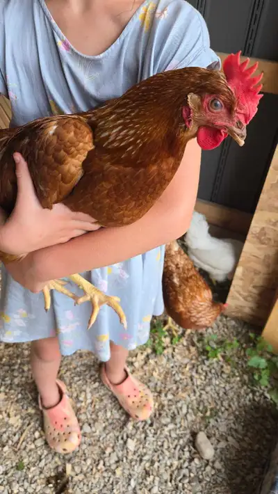 Egg Laying Hens, View more