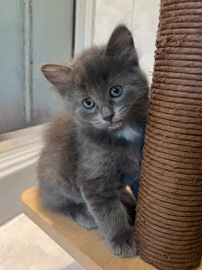 J’ai 2 chatons femelle et un chaton mâle (noir) à vendre. Ils sont très adorables, affectueux et aim...