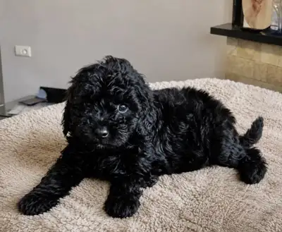 CKC registered, fully vaccinated Toy poodle puppies, View more