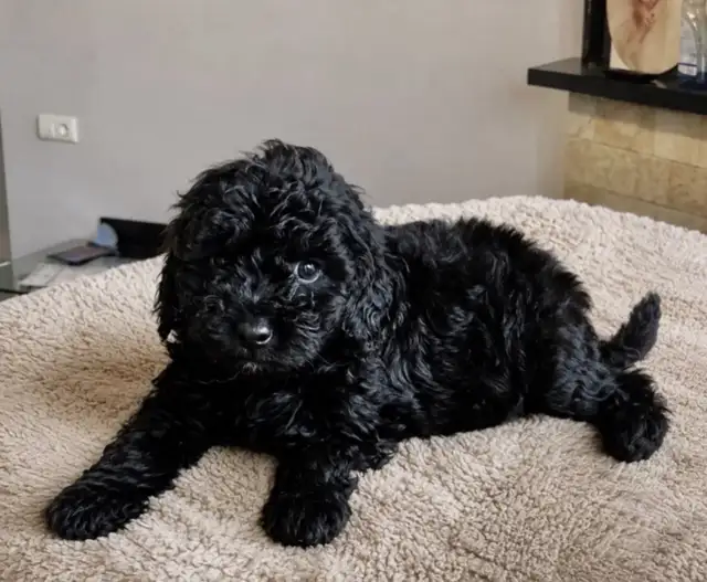 CKC registered, fully vaccinated Toy poodle puppies in Dogs & Puppies for Rehoming in City of Toronto - Image 3