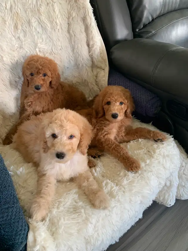 Beautiful smart standards poodle puppies in Dogs & Puppies for Rehoming in Vancouver - Image 6