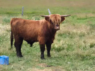 Young pure highland bull., View more