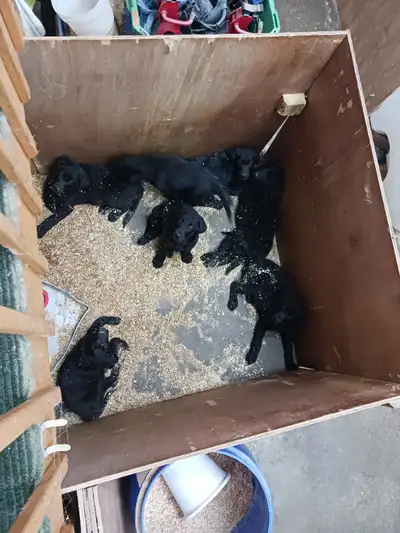 Chiot labrador pur Ne le 22 decembre 2024 Pere labrador brun Mere labrador blond Il reste 4 males Il...