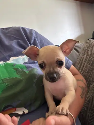 Chihuahua puppy, View more