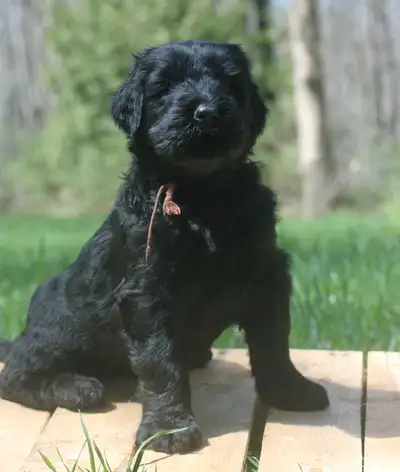 CHIOTS TERRIER RUSSE Nos terriers sont de merveilleux compagnons, des stars du sport canin, et des v...