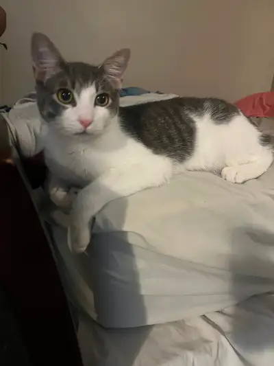 Rehoming cute well behaved grey and white tabby kitten. 8months old . Short haired has not been neut...