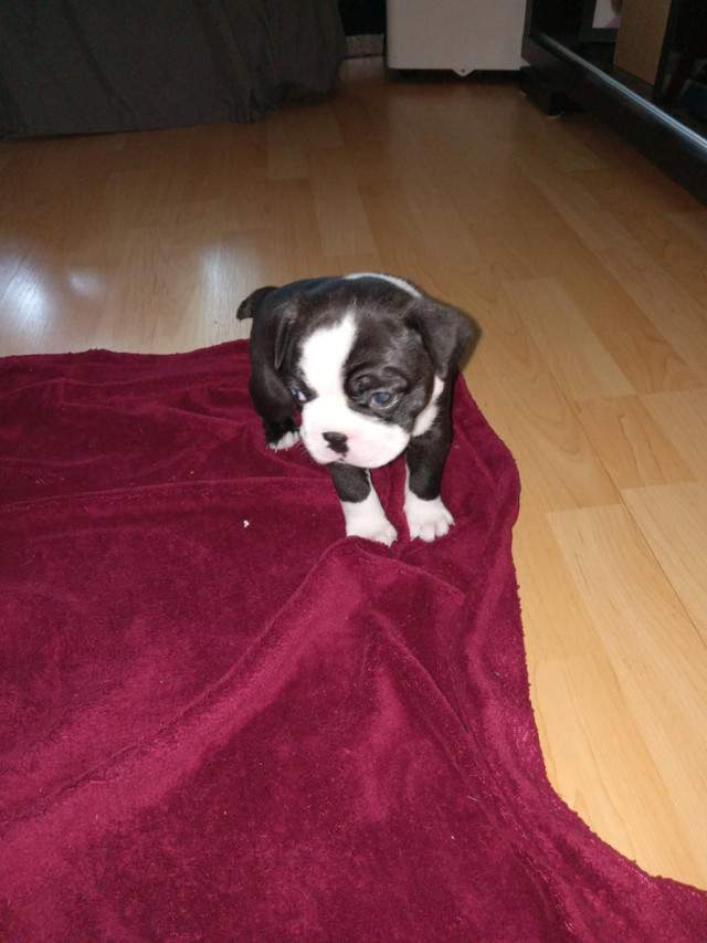 Chiot male NOIR pure race Boston Terrier pret a partir dans Chiens et chiots à adopter  à Ouest de l’Île - Image 2