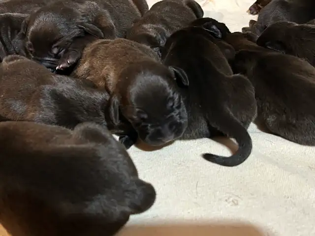 Weimaraner Presa Canario Mastiff Puppies in Dogs & Puppies for Rehoming in St. Catharines - Image 7