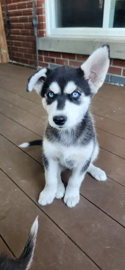 Huskys puppies pure breed, View more