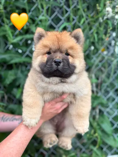 Chiots Chow Chow disponibles – Éleveur éthique enregistré CCC, View more