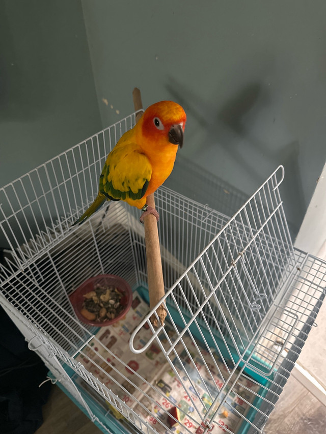 Sun Conure in Birds for Rehoming in Kitchener / Waterloo