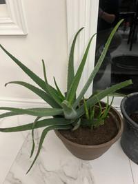 Huge Aloe Vera plant with three baby plants-can meet in Scarboro