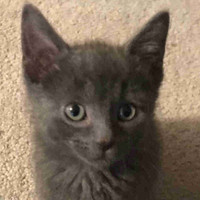 SALE! Russian Blue/Charteux: purrfectly gorgeous