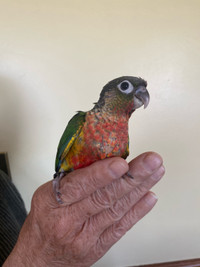 Yellow Sided - Conure