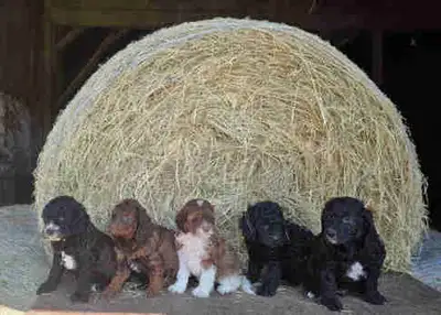 mini cockapoo pups, View more