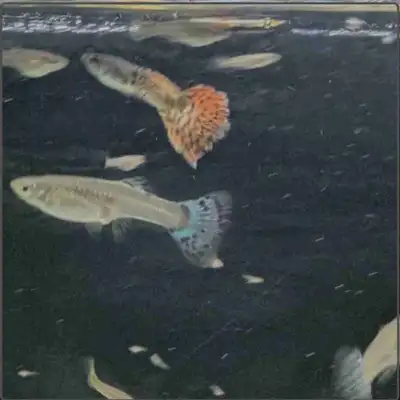 Blue Snow guppies fish , View more