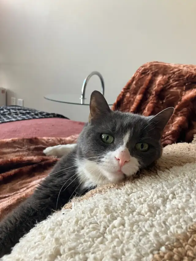 colocation hochelaga Maisonneuve 720$ in Room Rentals & Roommates in City of Montréal - Image 9