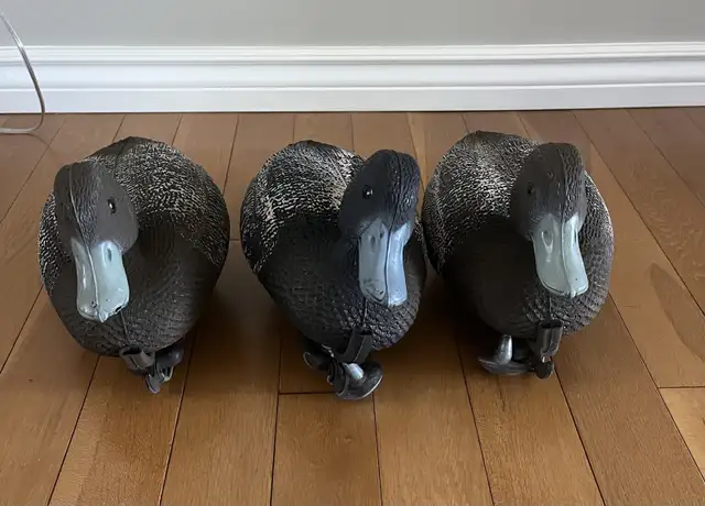 Set of 3 plastic duck decoys with weights in Fishing, Camping & Outdoors in Barrie - Image 3