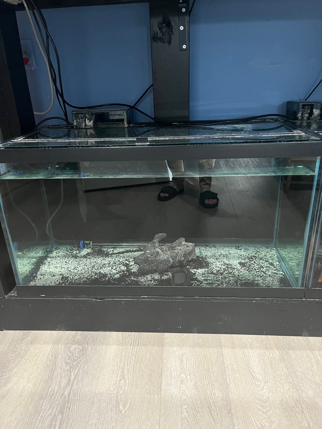 50 gallons Aquarium for sale in Fish for Rehoming in Calgary - Image 2