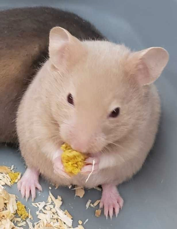 BABY HAMSTER AVAILABLE AT PETS KINGDOM OSHAWA in Small Animals for Rehoming in Oshawa / Durham Region