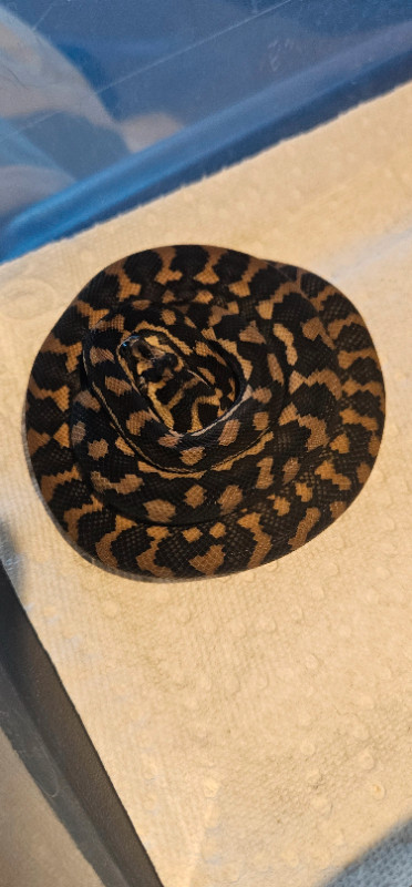 Baby Jag and Coastal Carpet Pythons in Reptiles & Amphibians for Rehoming in Ottawa - Image 4