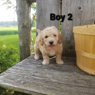 Mini Goldendoodle Puppies, View more