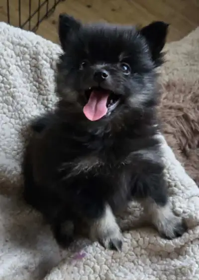 new pic june 15....OBO..LITTLE TRY COLOUR BLACK POMERANIAN....BOY LEFT...THEY ARE WITH ALL MY OTHER...