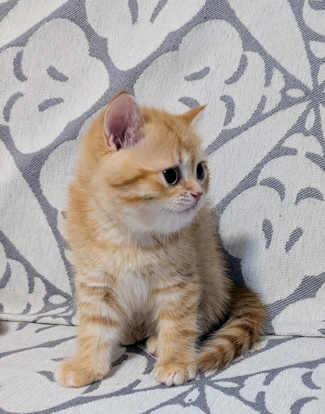 British Shorthair kittens ready in Cats & Kittens for Rehoming in Moncton - Image 2