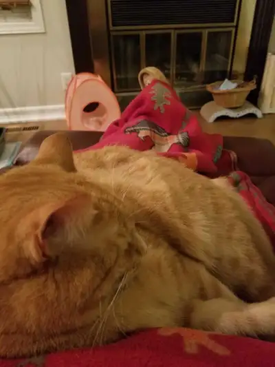 Catsitting and housesitting offered in your home in Kingston, View more