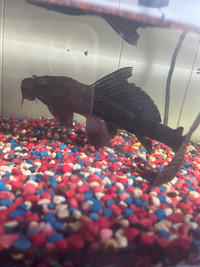 Pleco for rehoming with log 