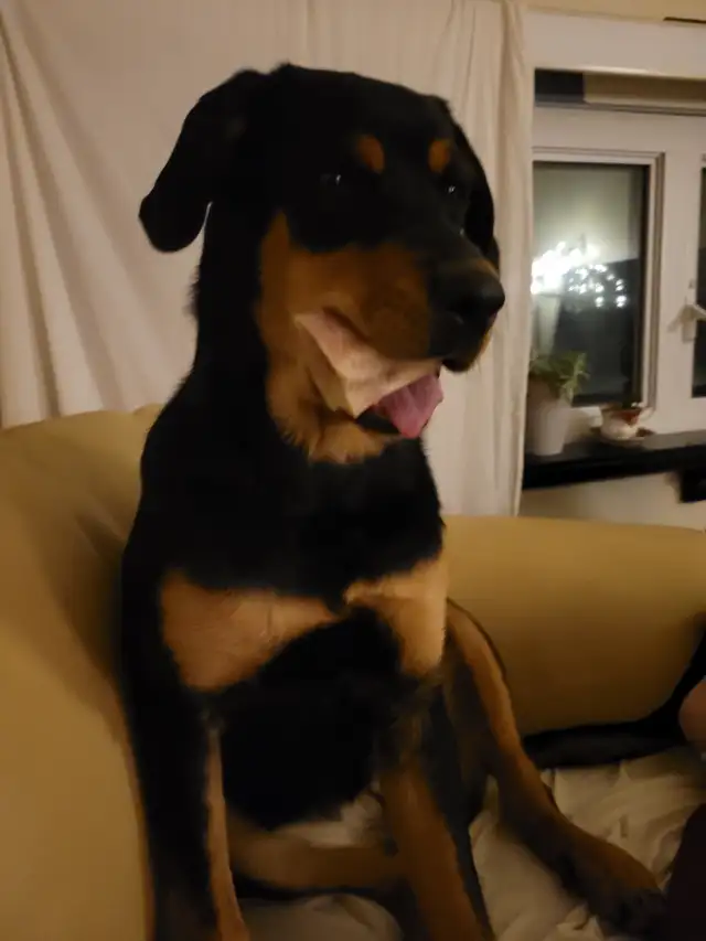One pure and one 77.8 percent rottie females looking for a farm in Equestrian & Livestock Accessories in North Bay - Image 2