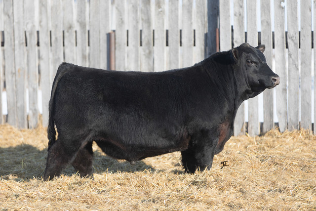 Blue Collar Bull Sale in Livestock in Regina