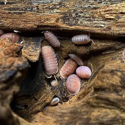 Cubaris Murina “Papaya” Isopods, View more
