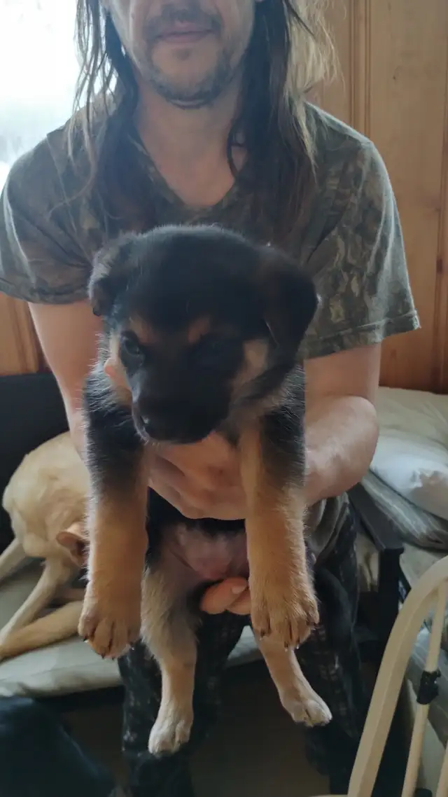 German Shepherd X Puppies in Dogs & Puppies for Rehoming in Edmonton - Image 6