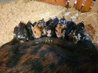 Kunekune Piglets