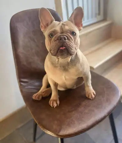 female lilac fawn french bulldog female , View more