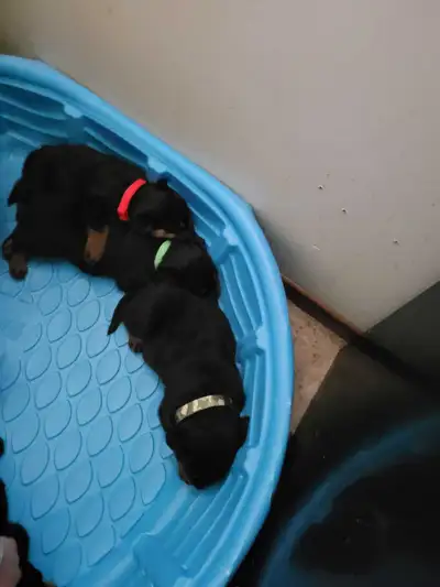 Rottweiler puppies for sale 3 male 3 females born may 25th, View more