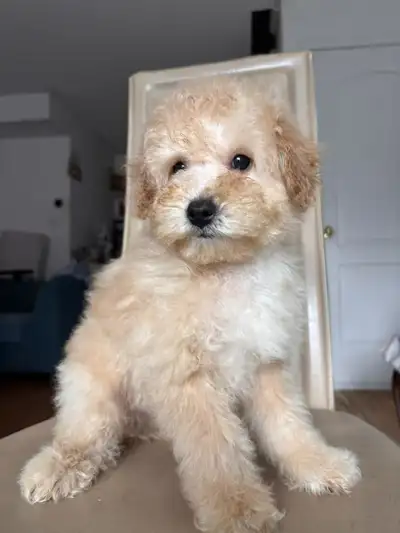 Mini poodle puppies, View more