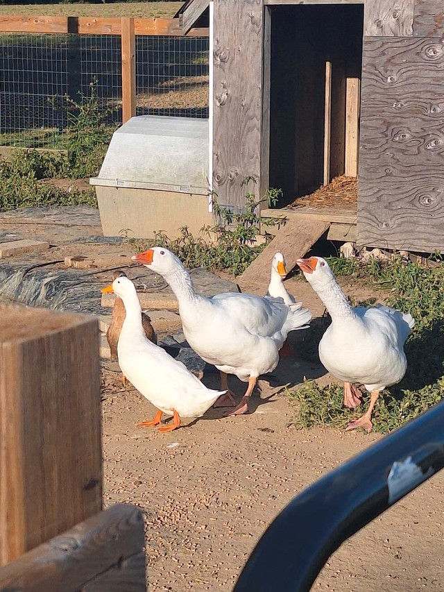 2 geese ,2 ducks  in Livestock in Leamington
