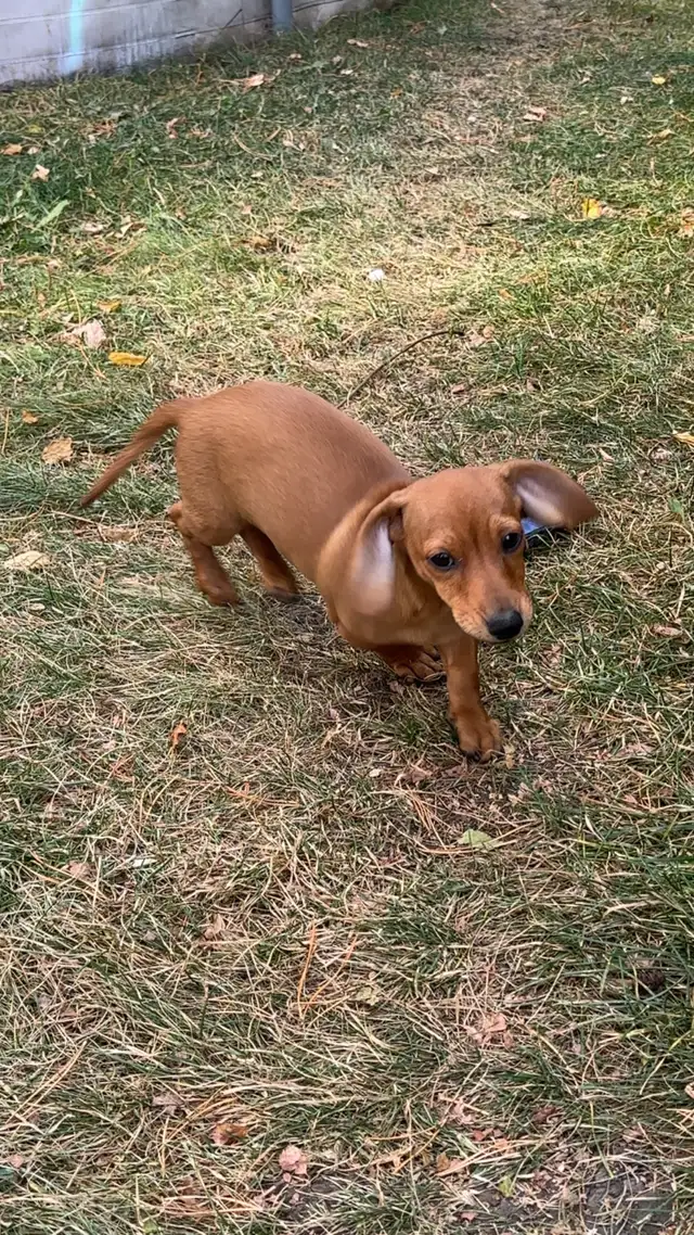 chi-weenie puppies!! Only 2 left! in Dogs & Puppies for Rehoming in Strathcona County - Image 7