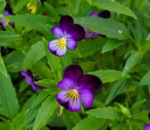 Fresh viola flowers for decorating food/cocktails etc. in Plants, Fertilizer & Soil in Mississauga / Peel Region - Image 6
