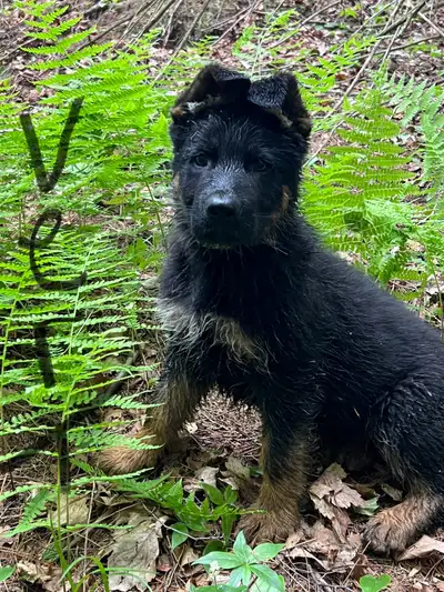 Chiots élevés en famille , ils sont enregistrer au club canin canadien comme chien de compagnie , va...