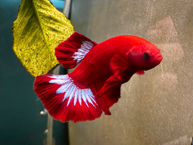 Imported Bettas and other Aquatic Specimens for Sale in Fish for Rehoming in Terrace - Image 3